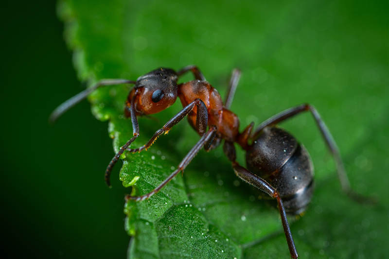 Ant