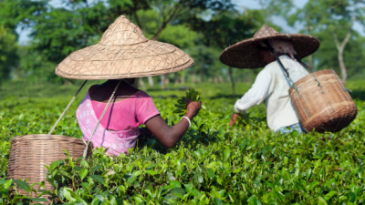 Indian Tea Tourism