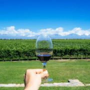 Do you know what makes Indian wine tourism a foodie’s must-have experience?