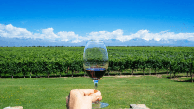 Do you know what makes Indian wine tourism a foodie’s must-have experience?