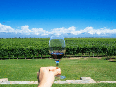 Do you know what makes Indian wine tourism a foodie’s must-have experience?