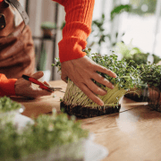 Cooking With Indian Microgreens: A Different Take on Food