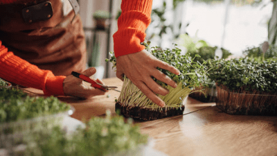 Cooking With Indian Microgreens: A Different Take on Food