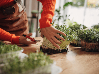 Cooking With Indian Microgreens: A Different Take on Food