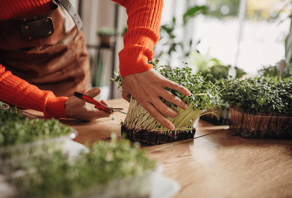 Cooking With Indian Microgreens: A Different Take on Food